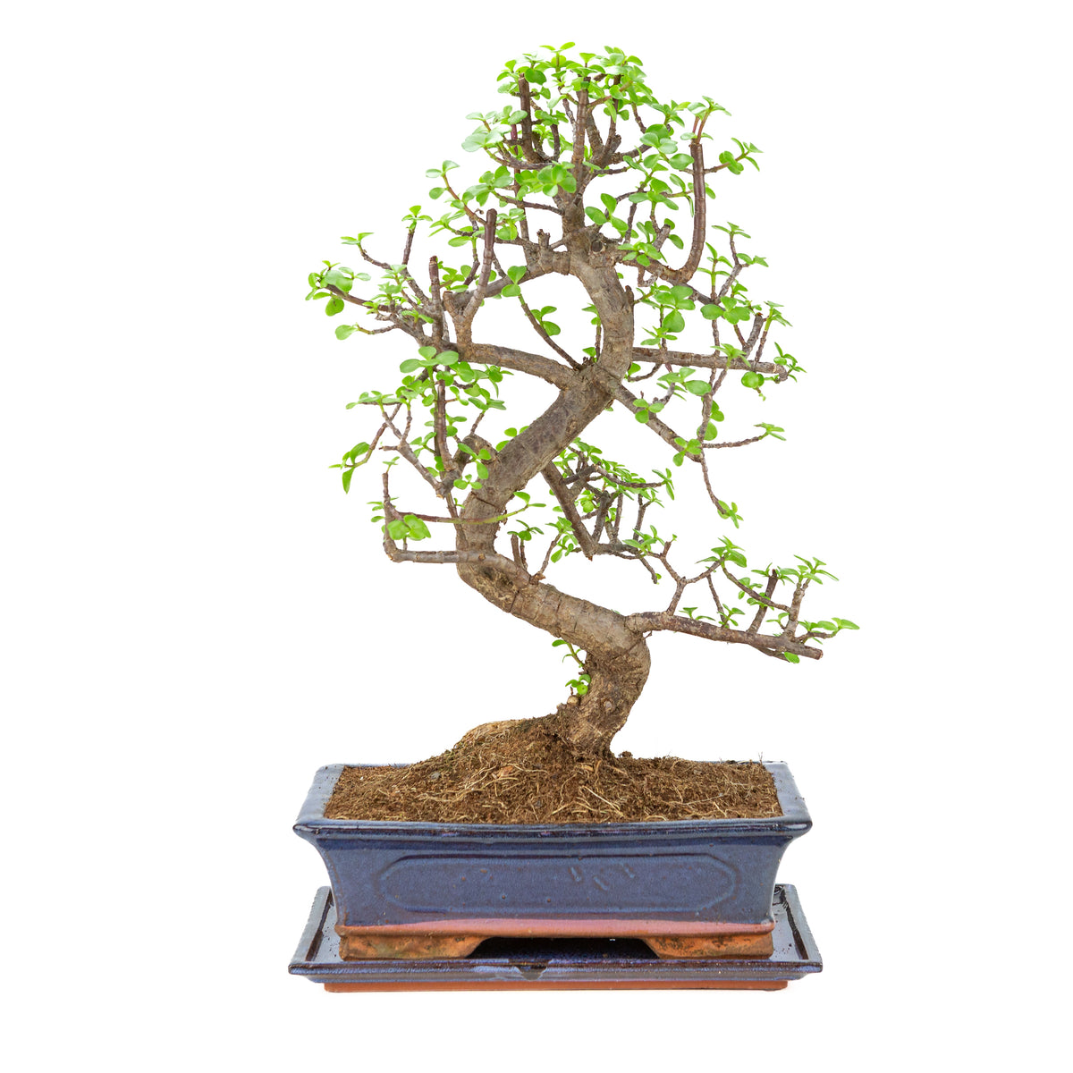 Portulacaria afra (Spekboom) Bonsai in blauwe pot 29cm, hoogte ~54cm