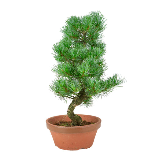 Pinus parviflora (Japanische Mädchenkiefer) Terrakottatopf 22 cm, Höhe ~51 cm