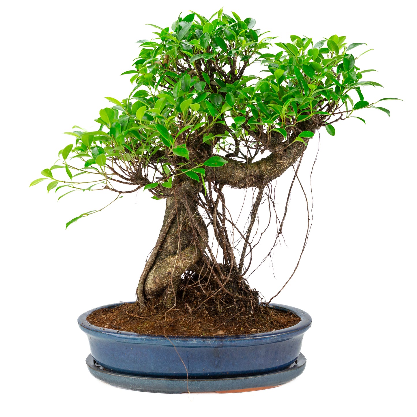 Ficus retusa Bonsai in blauwe ovale pot, hoogte ~53cm