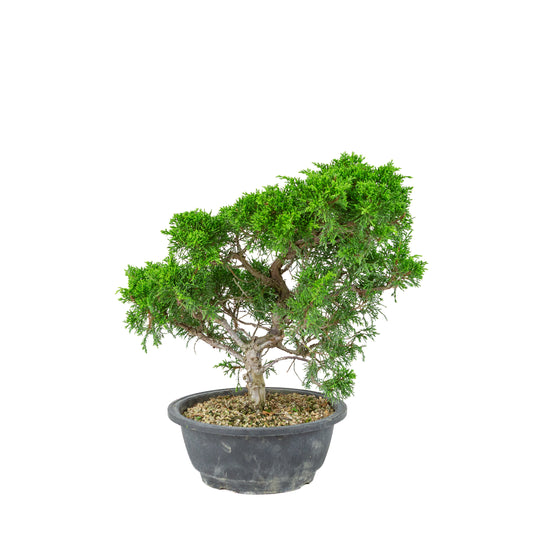 Juniperus chinensis (Chinesischer Wacholder) Kunststofftopf 19 cm, Höhe ca. 36 cm