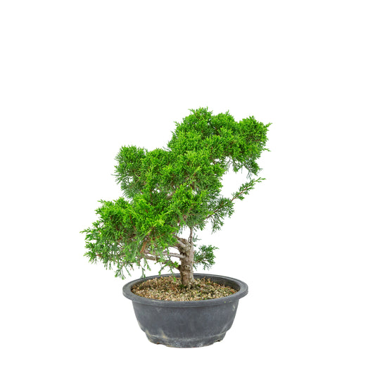 Juniperus chinensis (Chinesischer Wacholder) Kunststofftopf 19 cm, Höhe ca. 36 cm