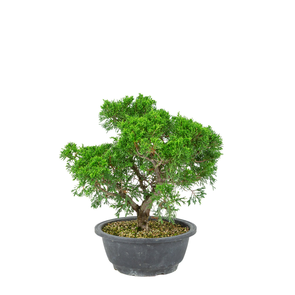 Juniperus chinensis (Jeneverbes) plastic pot 19cm, hoogte ~33cm