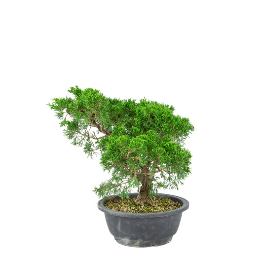 Juniperus chinensis (Chinesischer Wacholder) Kunststofftopf 19cm, Höhe ~33cm