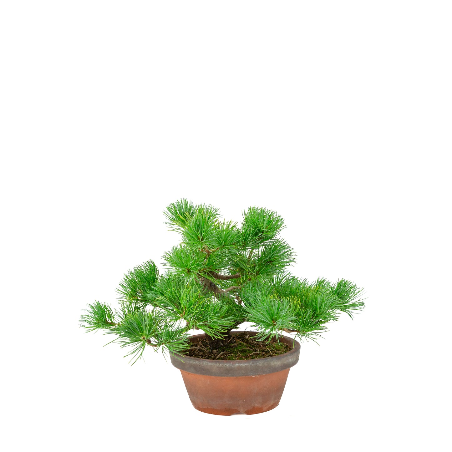 Pinus parviflora (witte den) terracotta pot 19 cm, hoogte ~28 cm