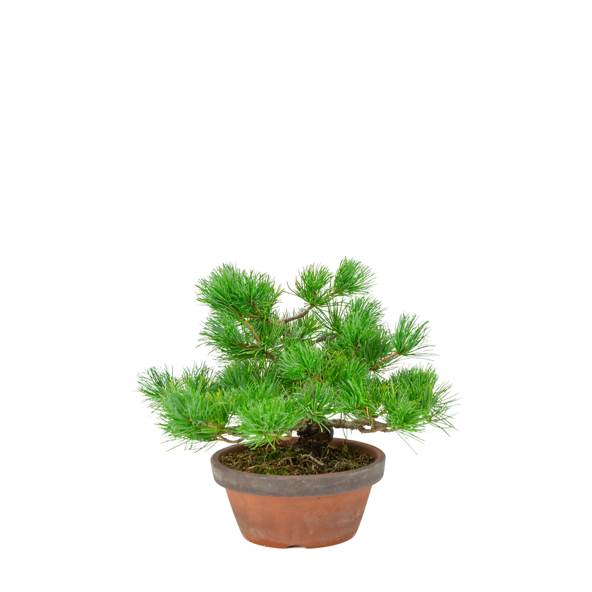 Pinus parviflora (witte den) terracotta pot 19 cm, hoogte ~28 cm