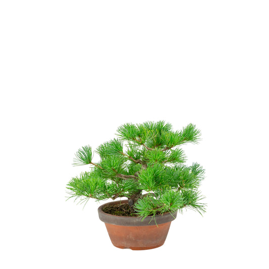 Pinus parviflora (Japanische Mädchenkiefer) Terrakottatopf 19 cm, Höhe ca. 28 cm