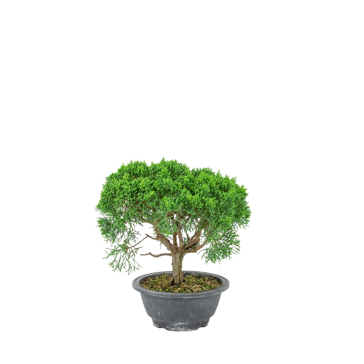 Juniperus chinensis (Jeneverbes) plastic pot 16cm, hoogte ~25cm
