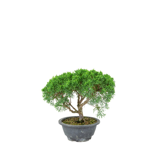 Juniperus chinensis (Wacholder) Plastiktopf 16cm, Höhe ~25cm
