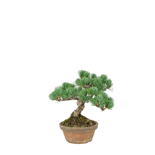 Pinus parviflora (Japanische Mädchenkiefer) Terrakottatopf 15 cm, Höhe ca. 27 cm