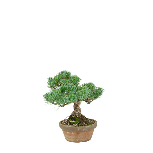 Pinus parviflora (Japanische Mädchenkiefer) Terrakottatopf 15 cm, Höhe ca. 27 cm