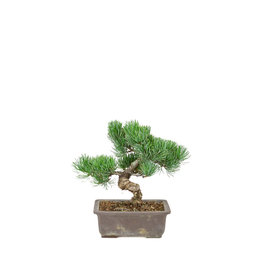 Pinus parviflora (Japanische Mädchenkiefer) unglasierte Rechteckschale, Höhe ca. 26 cm