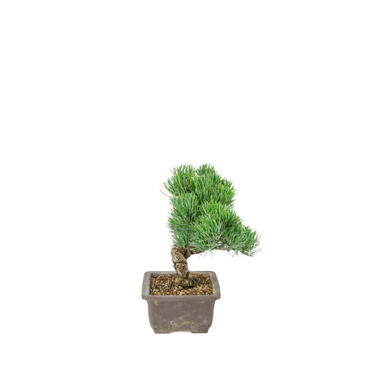Pinus parviflora (Japanische Mädchenkiefer) unglasierte Rechteckschale, Höhe ca. 26 cm