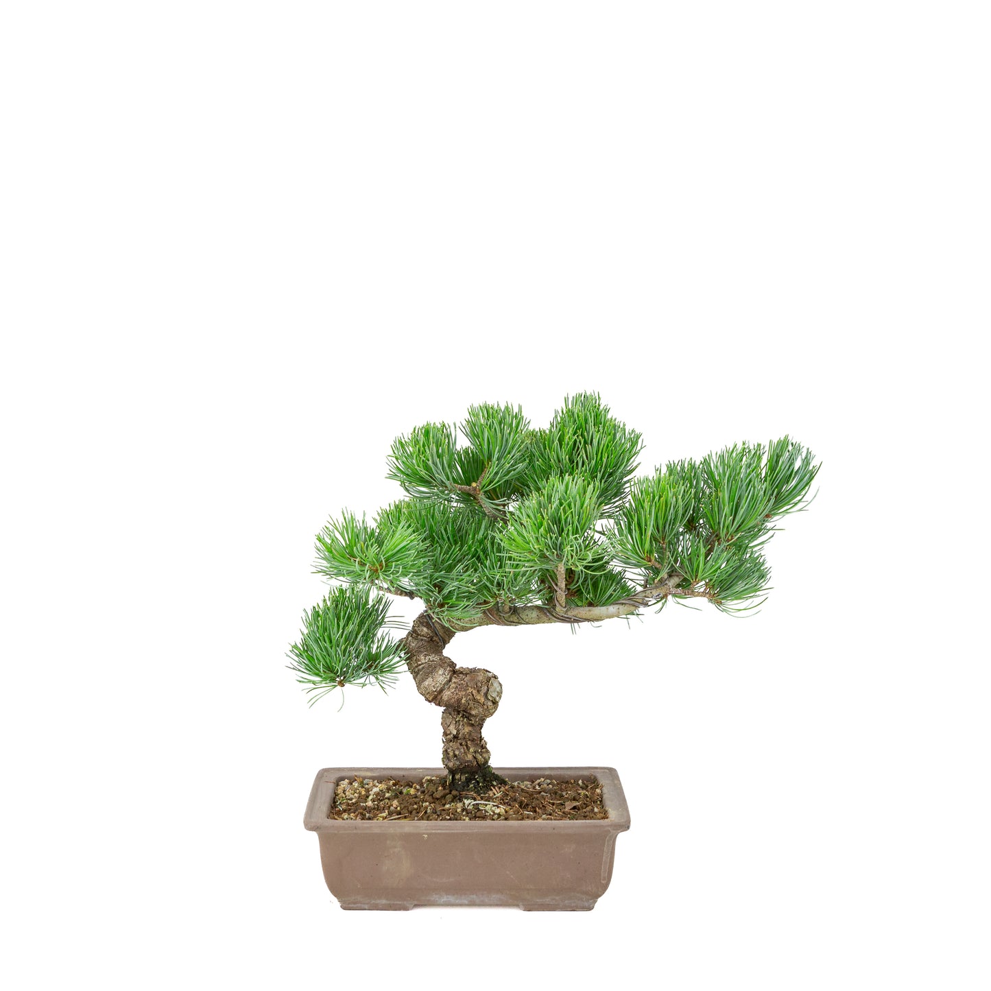 Pinus parviflora (witte den) ongeglazuurde rechthoekige pot, hoogte ~29 cm