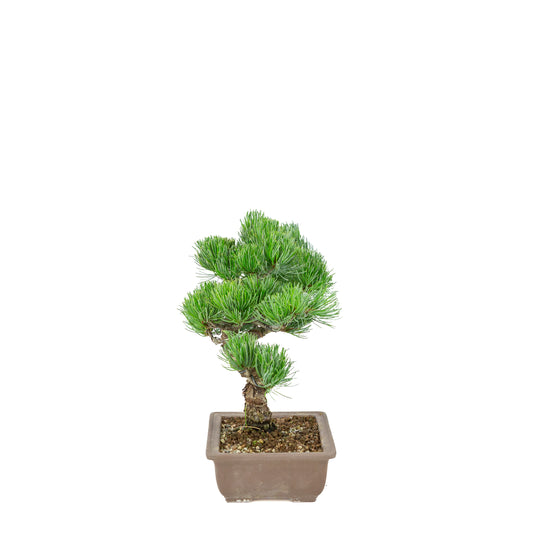 Pinus parviflora (Japanische Mädchenkiefer) unglasierter rechteckiger Topf, Höhe ~29 cm