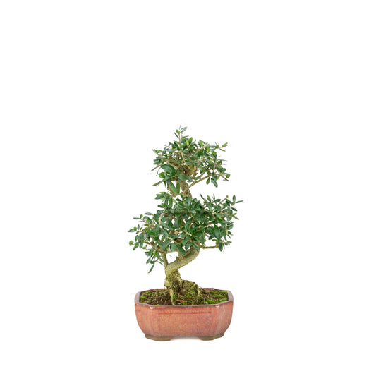 Olea europaea sylvestris rot ovaler Schale 15cm, Höhe ~32cm
