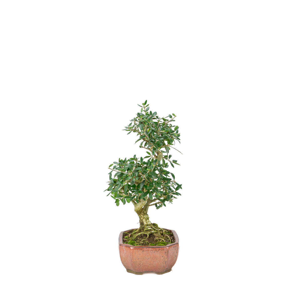 Olea europaea sylvestris rot ovaler Schale 15cm, Höhe ~32cm