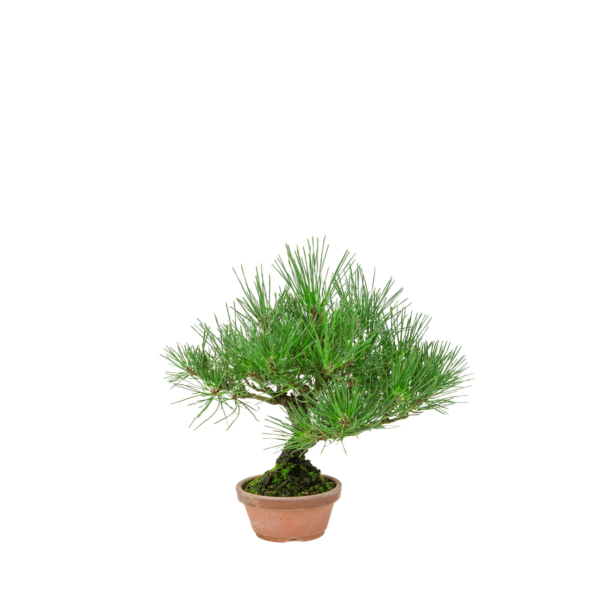 Pinus Thunbergii (Japanse zwarte den) terracotta pot, hoogte ~30cm