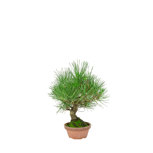 Pinus Thunbergii (Japanische Schwarzkiefer) Terrakottatopf, Höhe ~30cm