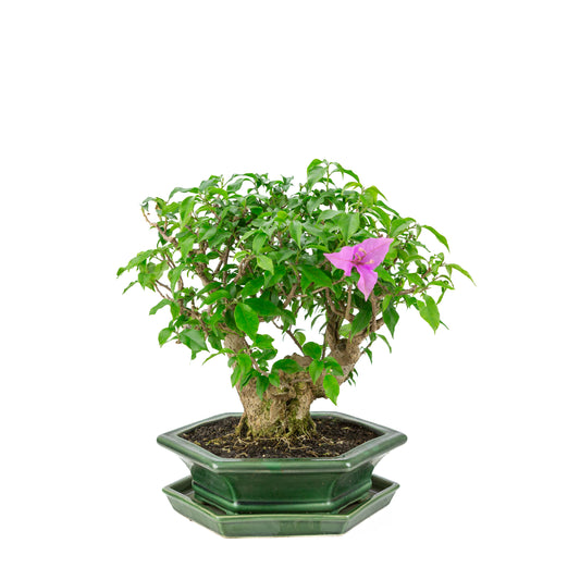 Bougainvillea glabra grüner sechseckiger Topf, Höhe ca. 38cm