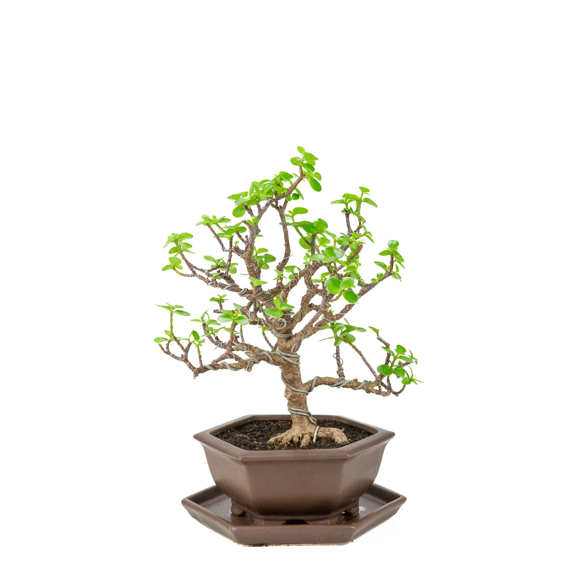 Portulacaria afra (Spekboom) Bonsai in zeshoekige bruine pot, hoogte ~37cm