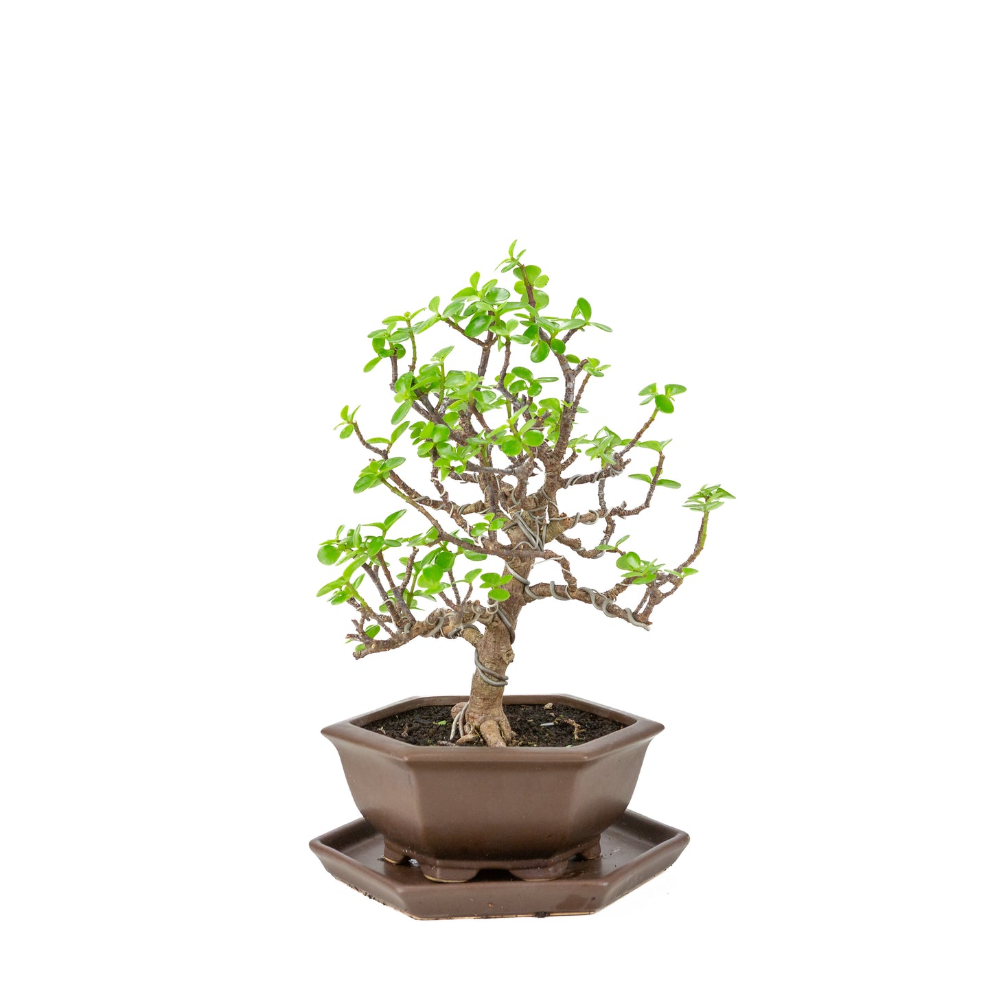 Portulacaria afra (Spekboom) Bonsai in zeshoekige bruine pot, hoogte ~37cm