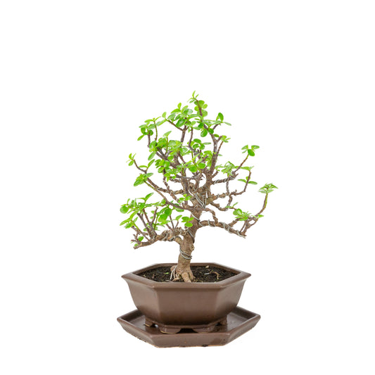 Portulacaria afra (Spekboom) Bonsai in sechseckigem braunen Topf, Höhe ~37cm