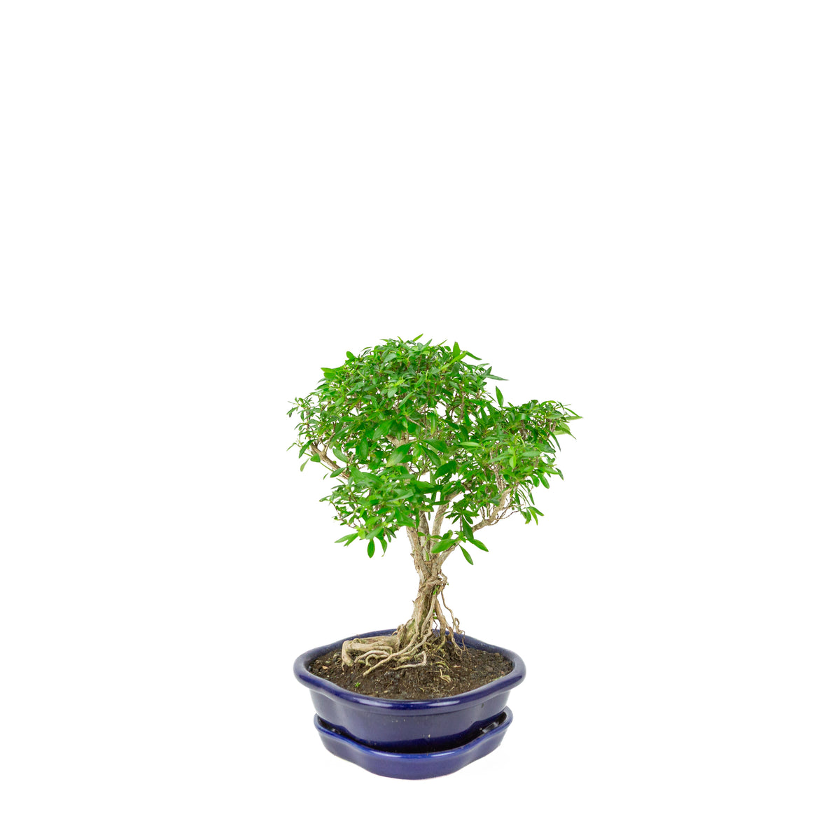 Serissa foetida (Boom van Duizend Sterren) Bonsai in blauwe lotus pot, hoogte ~29cm