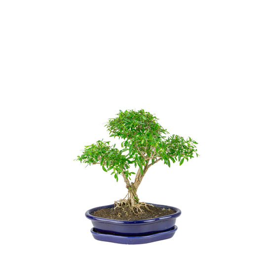 Serissa foetida (Baum der Tausend Sterne) Bonsai in blauer Lotusschale, Höhe ~29cm