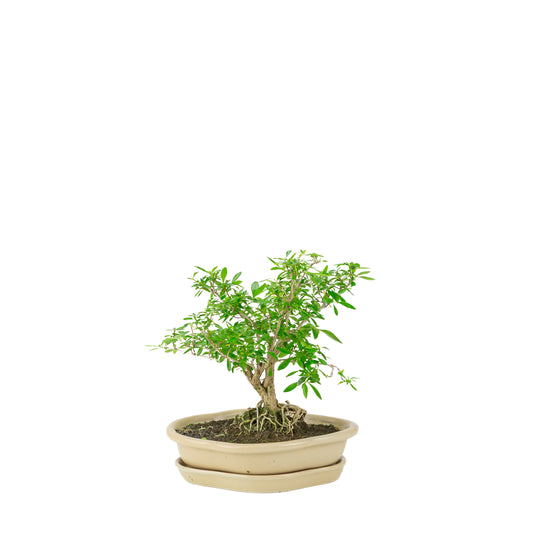 Serissa foetida (Baum der Tausend Sterne) Bonsai in cremefarbener Lotus-Schale, Höhe ~25cm