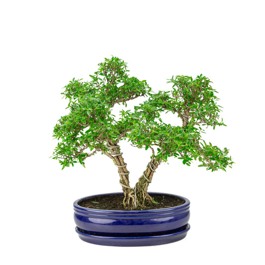 Serissa foetida (Baum der Tausend Sterne) Bonsai in blauem ovalen Topf, Höhe ~41cm