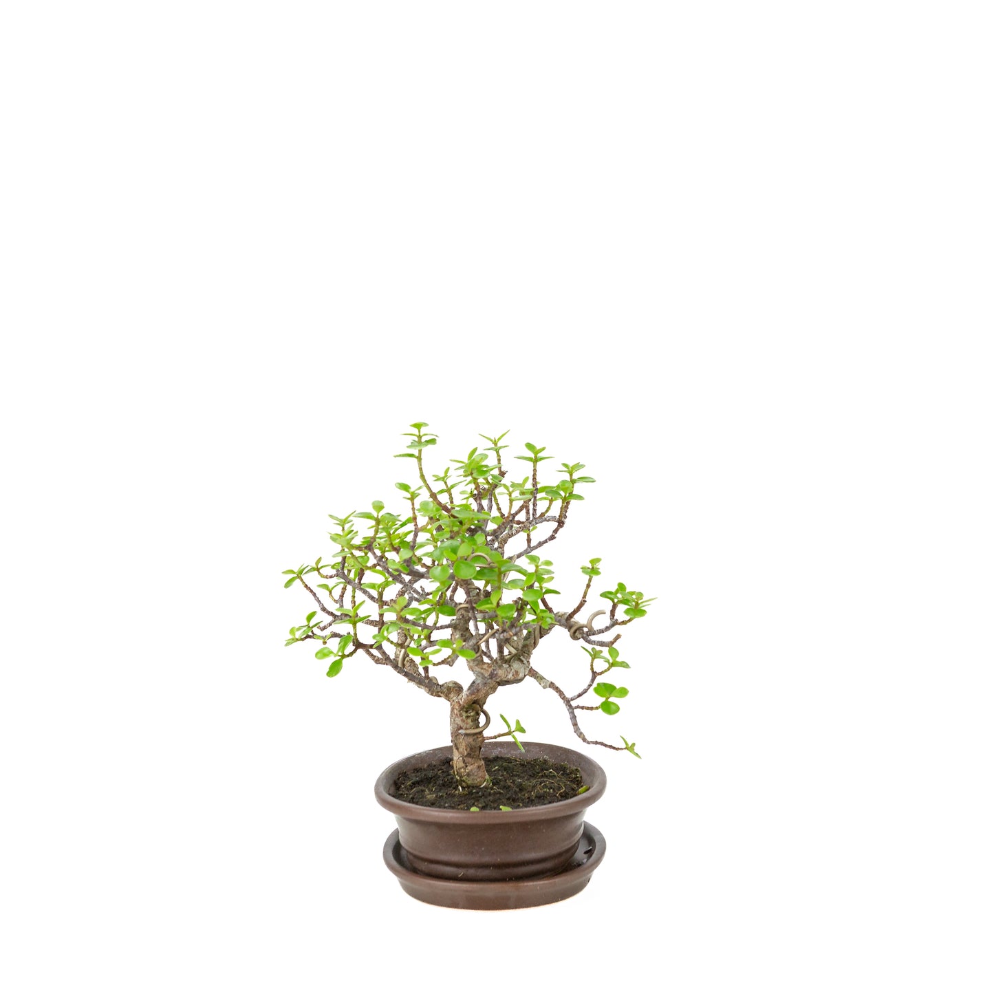 Portulacaria afra (Spekboom) Bonsai in bruine ovale pot, hoogte ~25cm
