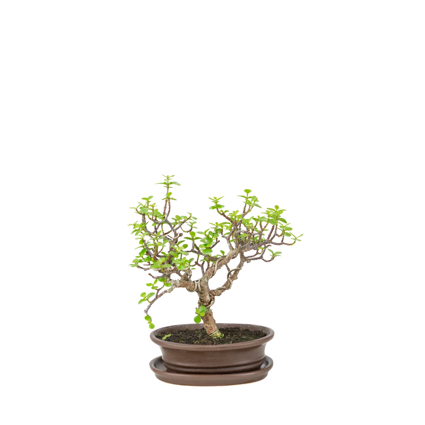 Portulacaria afra (Spekboom) Bonsai in bruine ovale pot, hoogte ~25cm