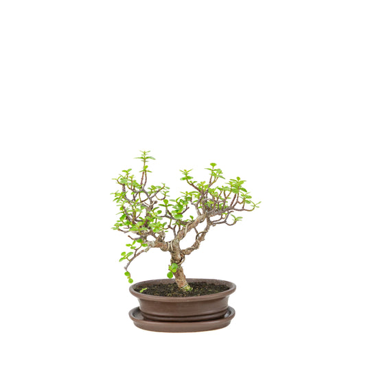 Portulacaria afra (Spekbaum) Bonsai in brauner ovaler Schale, Höhe ~25cm