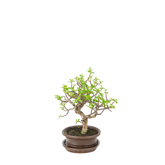 Portulacaria afra (Spekbaum) Bonsai in brauner ovaler Schale, Höhe ~25cm