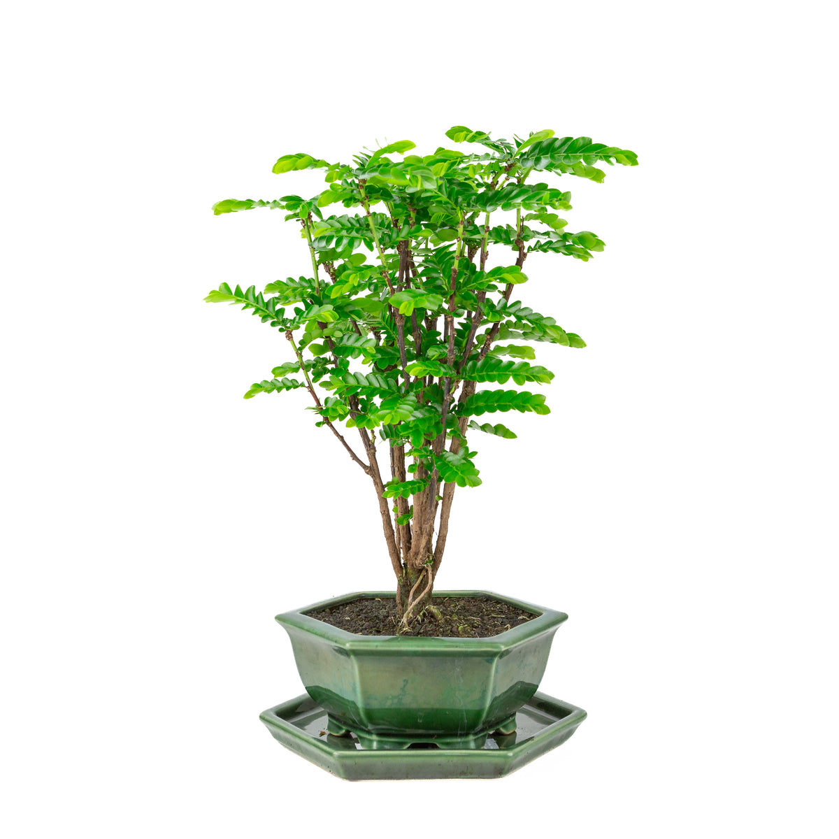 Phyllanthus buxifolius Bonsai in groene zeshoekige pot, hoogte ~45cm