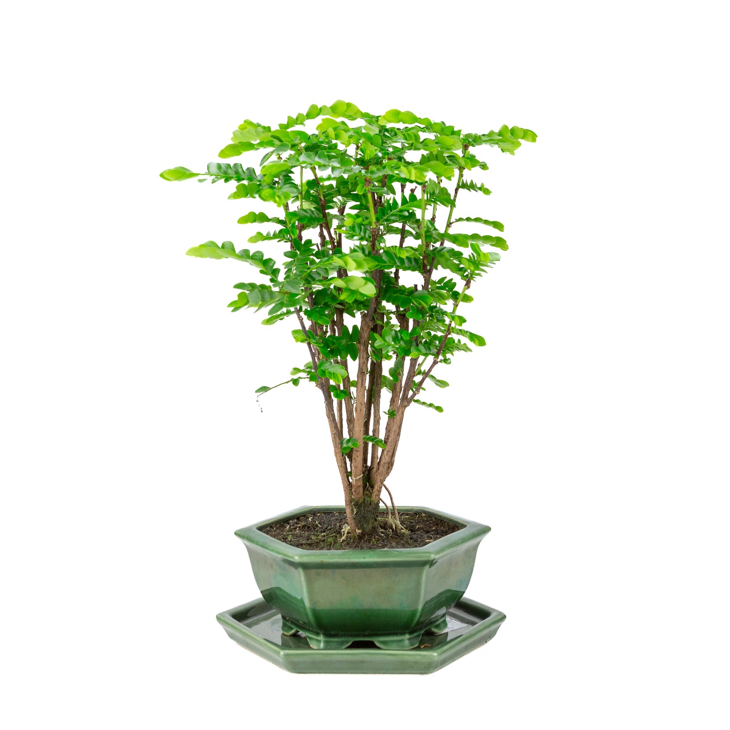 Phyllanthus buxifolius Bonsai in groene zeshoekige pot, hoogte ~45cm