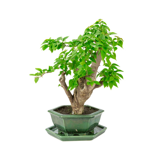 Bougainvillea glabra grüner Sechskanttopf, Höhe ca. 44cm
