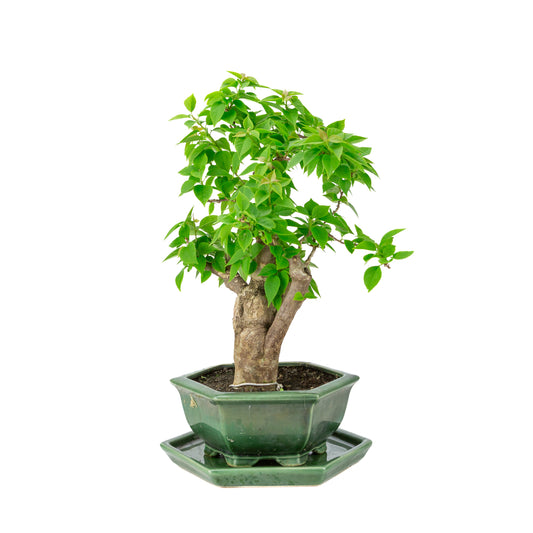 Bougainvillea glabra grüner Sechskanttopf, Höhe ca. 44cm
