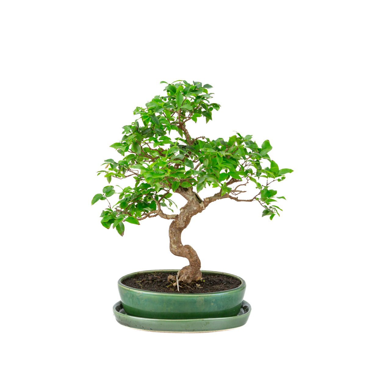 Syzigium Bonsai in groene ovale pot, hoogte ~39cm