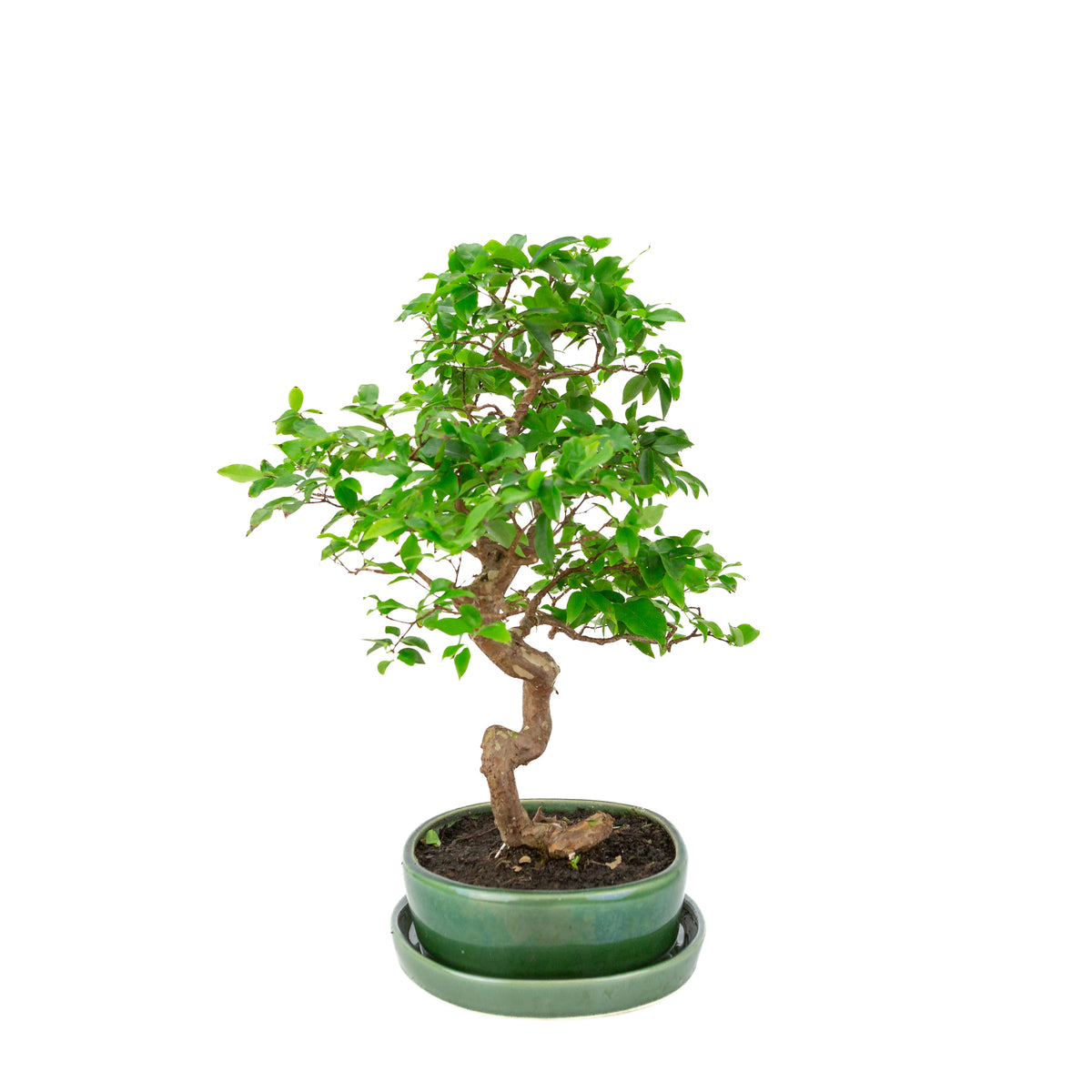 Syzigium Bonsai in groene ovale pot, hoogte ~39cm