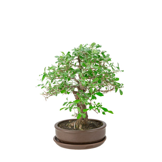 Elaeagnus pungens (Stech-Ölweide) brauner Rundtopf, Höhe ca. 37cm