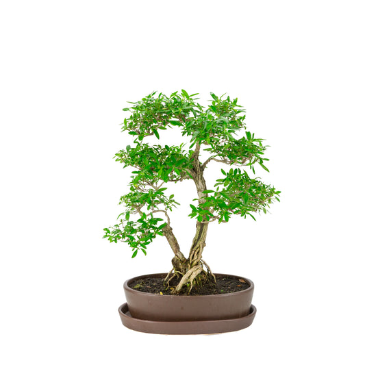Serissa foetida (Baum der Tausend Sterne) Bonsai in brauner ovaler Schale, Höhe ~37cm