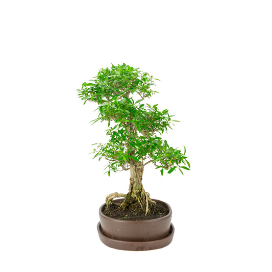 Serissa foetida (Baum der Tausend Sterne) Bonsai in brauner ovaler Schale, Höhe ~37cm