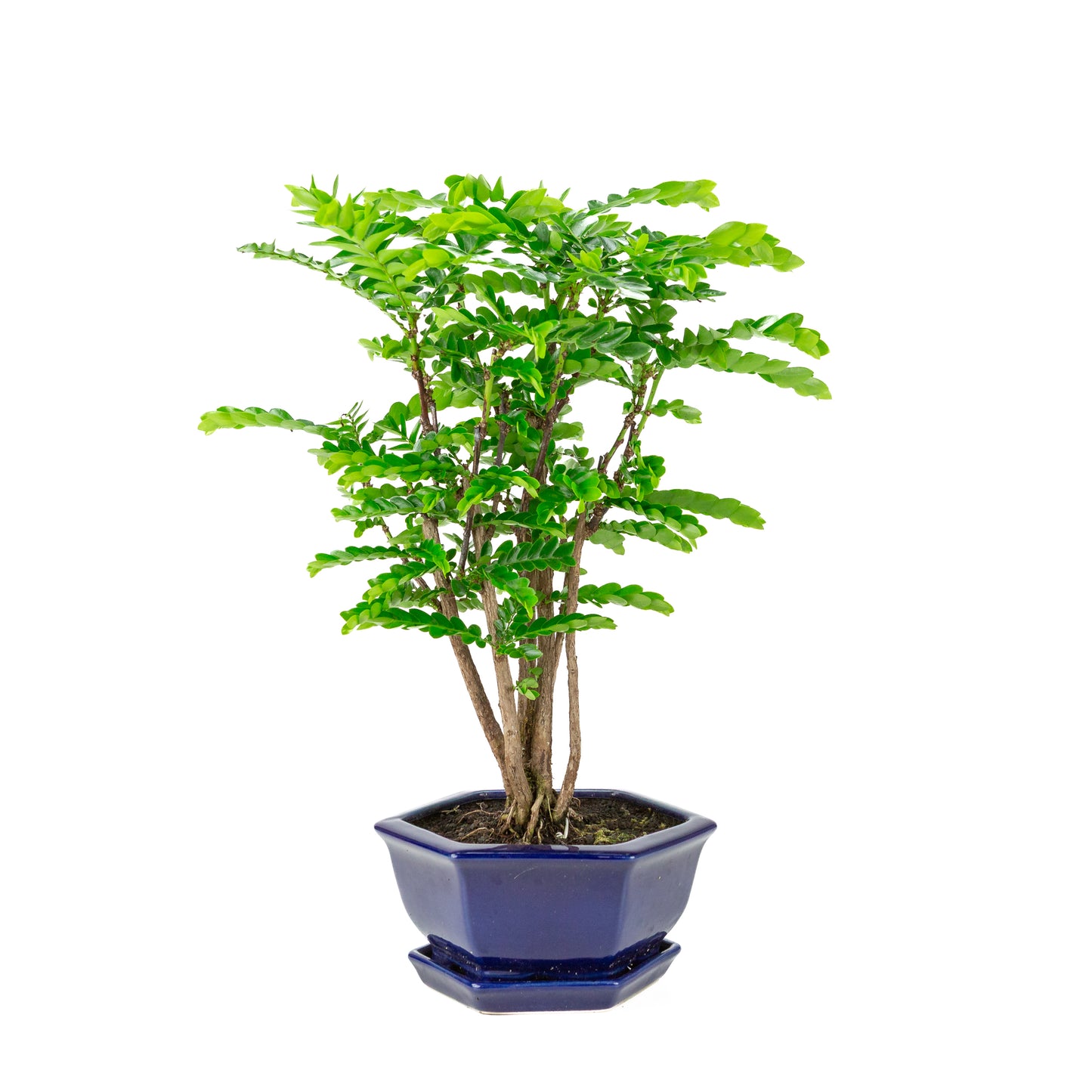 Phyllanthus buxifolius Bonsai in blauwe zeshoekige pot, hoogte ~42cm