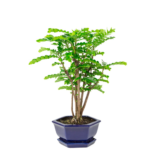 Phyllanthus buxifolius Bonsai in blauem sechseckigem Topf, Höhe ~42cm
