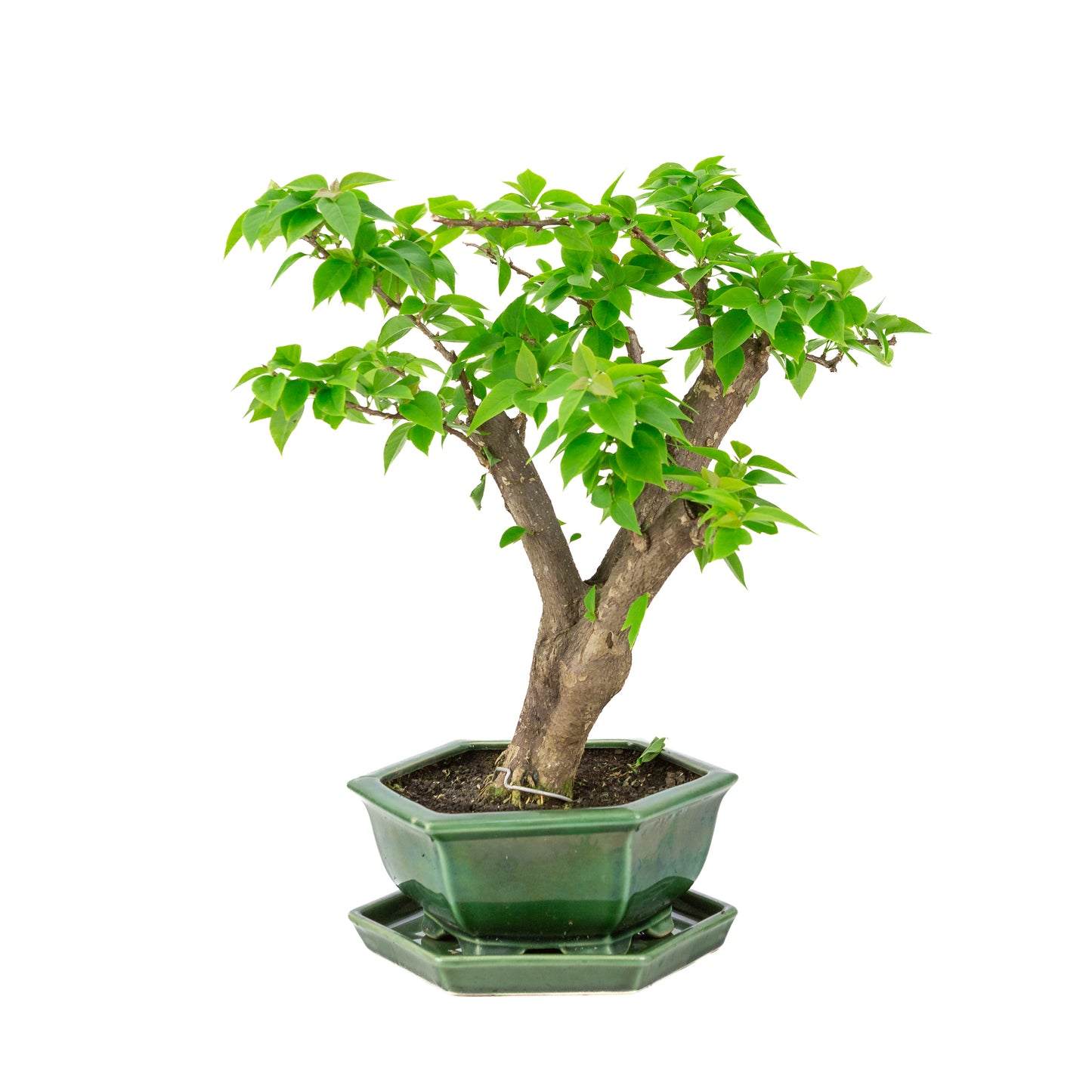 Bougainvillea glabra groene zeshoekige pot, hoogte ~42cm