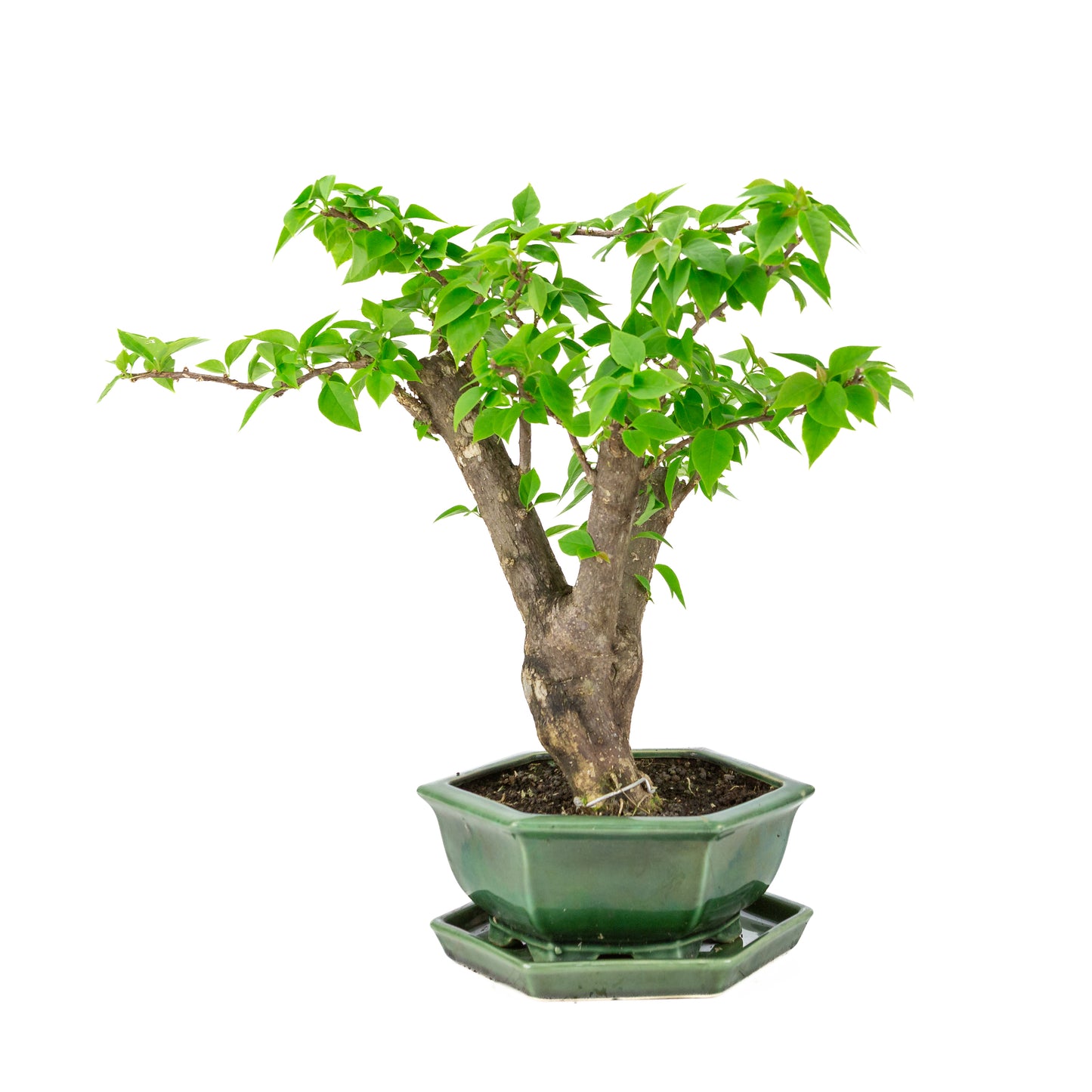 Bougainvillea glabra groene zeshoekige pot, hoogte ~42cm
