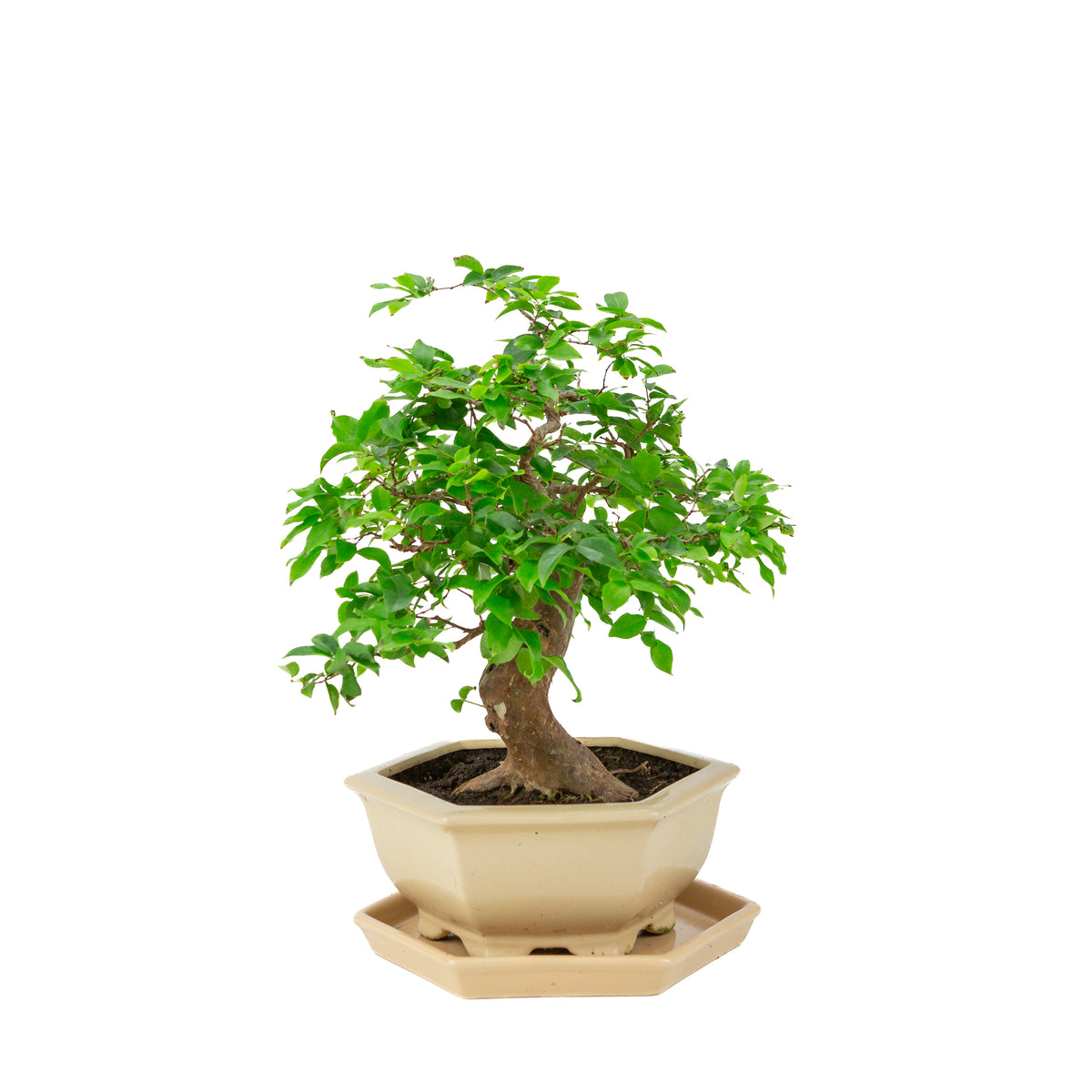 Syzigium cauliflora (Javanische Jambu) Bonsai im cremefarbenen sechseckigen Topf, Höhe ~37cm