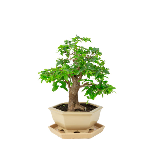 Syzigium cauliflora (Javanische Jambu) Bonsai im cremefarbenen sechseckigen Topf, Höhe ~37cm
