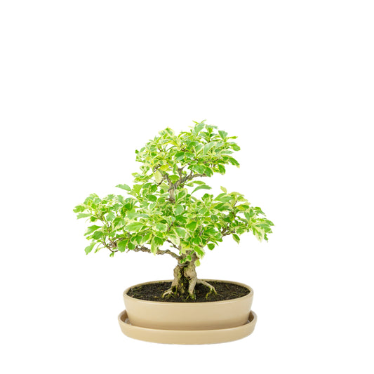 Durantha repens 'Variegata' Bonsai in cremefarbenem ovalem Topf 21cm, Höhe ca. 33cm